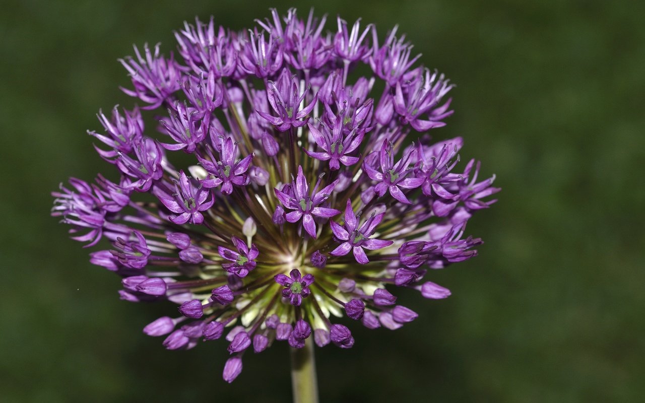 Обои фон, цветок, соцветие, декоративный лук, аллиум, background, flower, inflorescence, decorative bow, allium разрешение 4288x2848 Загрузить