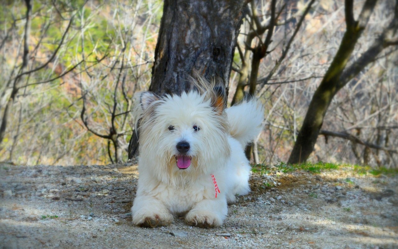 Обои собачка, вест-хайленд-уайт-терьер, dog, the west highland white terrier разрешение 3000x1841 Загрузить