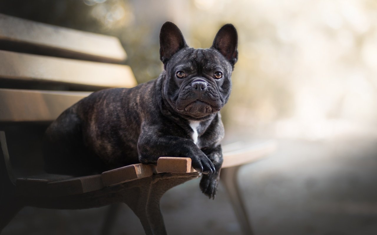 Обои собака, друг, скамья, французский бульдог, dog, each, bench, french bulldog разрешение 2560x1493 Загрузить