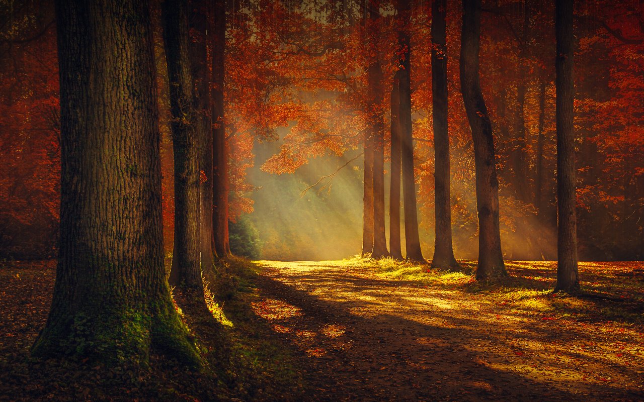Обои свет, деревья, пейзаж, осень, красота, light, trees, landscape, autumn, beauty разрешение 2560x1600 Загрузить
