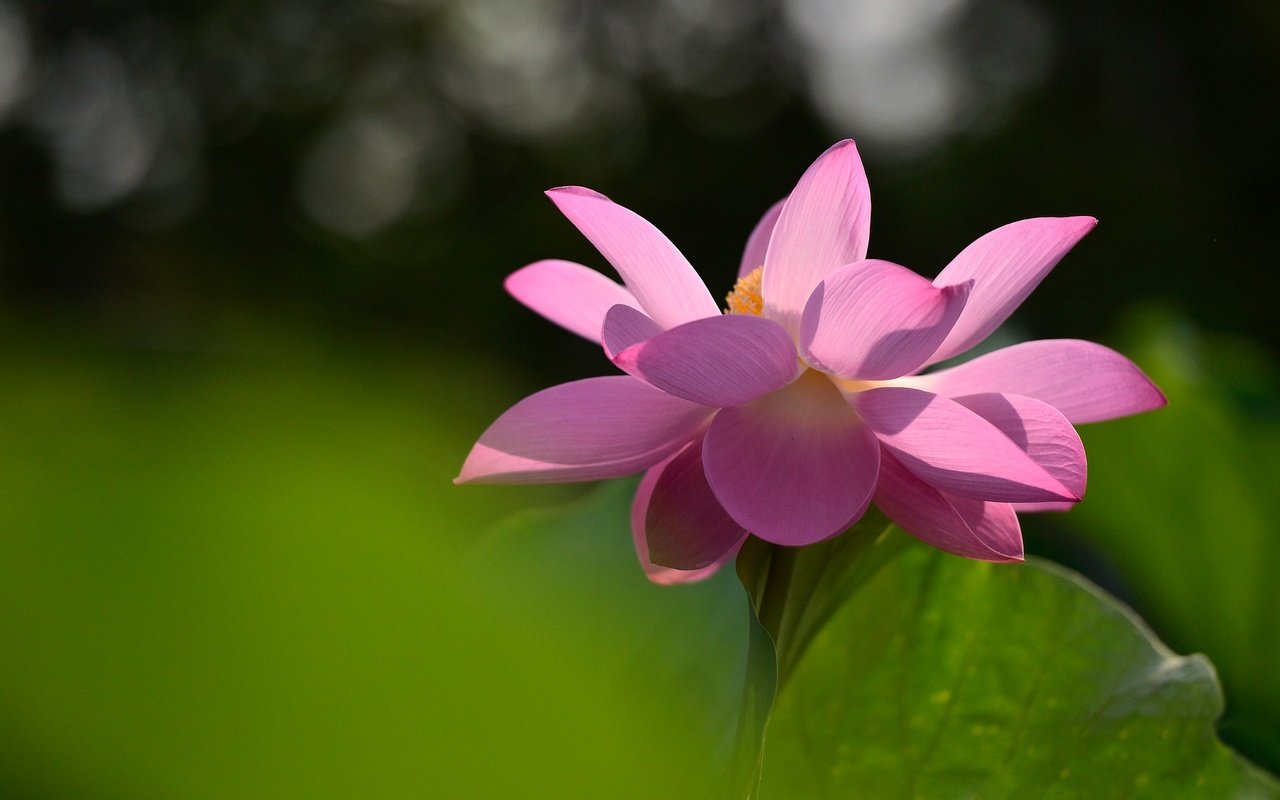 Обои свет, фон, цветок, лепестки, лист, лотос, розовый, light, background, flower, petals, sheet, lotus, pink разрешение 2048x1152 Загрузить