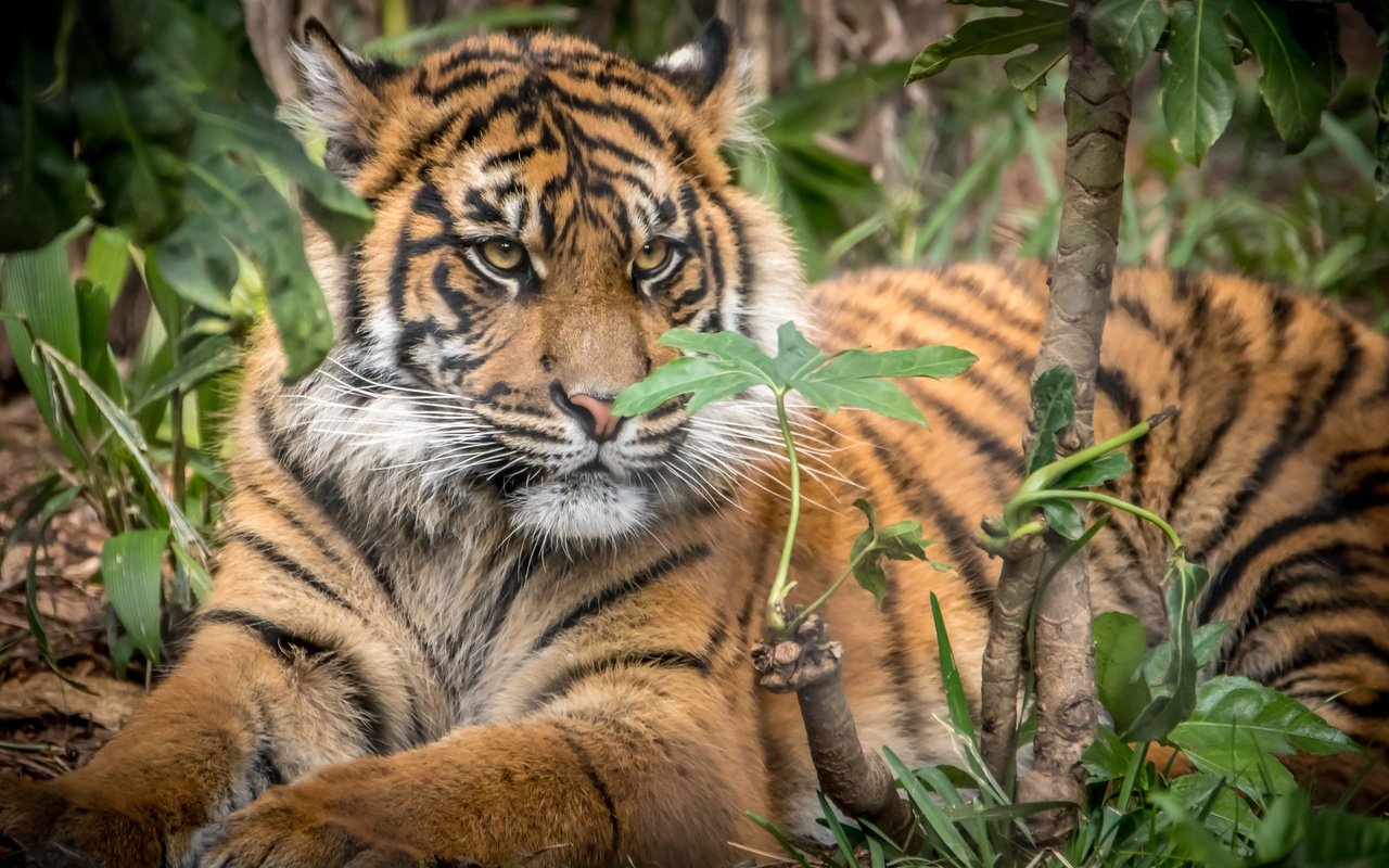 Обои тигр, большая кошка, детеныш, суматранский тигр, tiger, big cat, cub, sumatran tiger разрешение 3000x2000 Загрузить