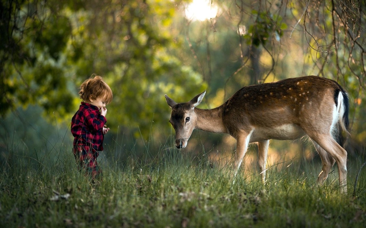 Обои трава, природа, лес, олень, ребенок, мальчик, grass, nature, forest, deer, child, boy разрешение 1920x1080 Загрузить