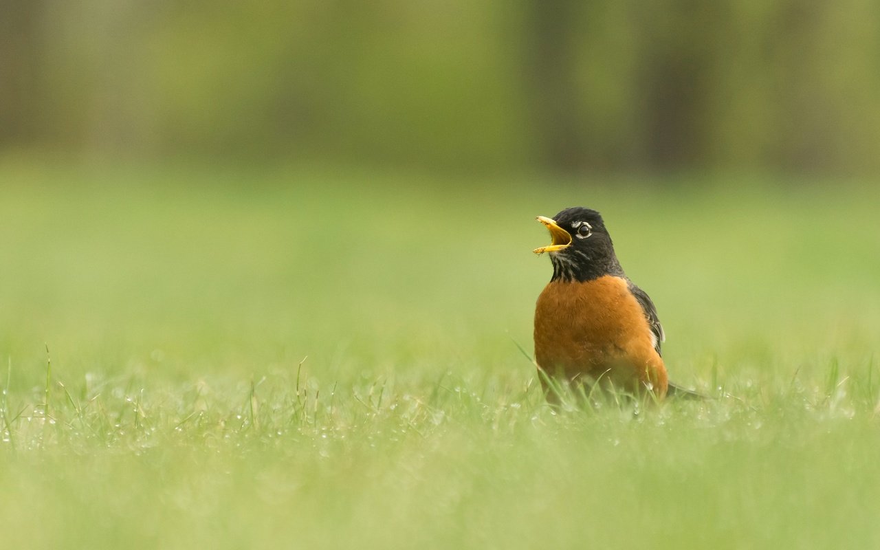 Обои трава, природа, птица, клюв, дрозд, странствующий дрозд, grass, nature, bird, beak, thrush, well, turdus migratorius разрешение 2048x1284 Загрузить