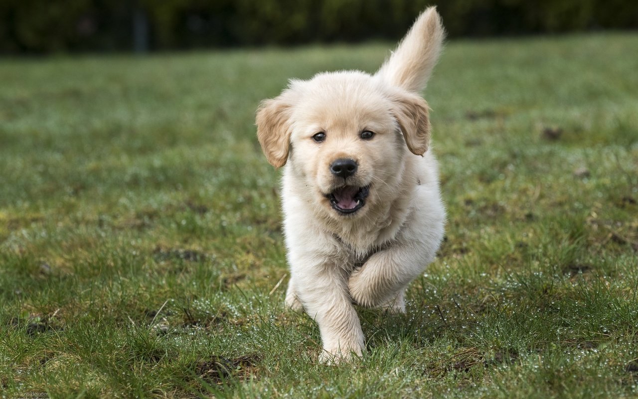 Обои трава, щенок, золотистый ретривер, grass, puppy, golden retriever разрешение 2048x1367 Загрузить