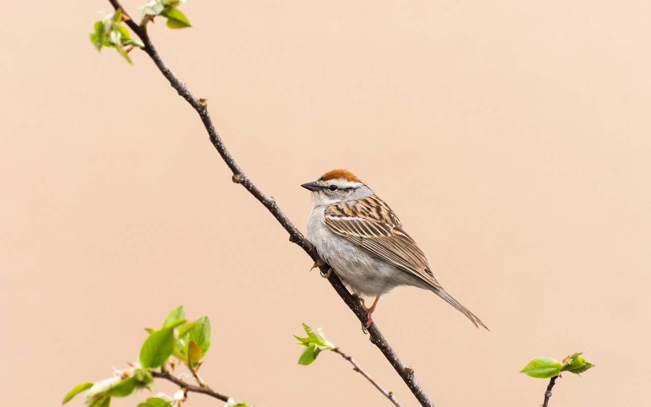 Обои ветка, природа, птица, клюв, воробей, перья, хвост, branch, nature, bird, beak, sparrow, feathers, tail разрешение 2048x1302 Загрузить