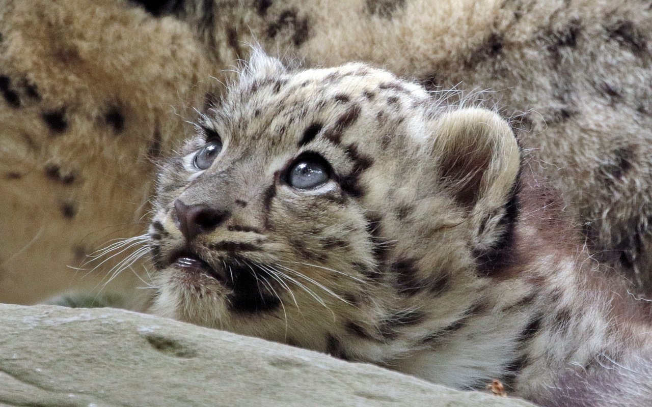 Обои взгляд, хищник, снежный барс, дикая кошка, детеныш, look, predator, snow leopard, wild cat, cub разрешение 2000x1280 Загрузить