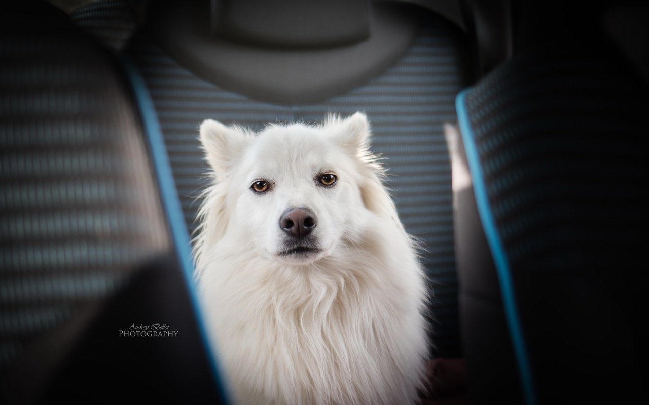 Обои взгляд, собака, друг, самоед, look, dog, each, samoyed разрешение 6000x3745 Загрузить