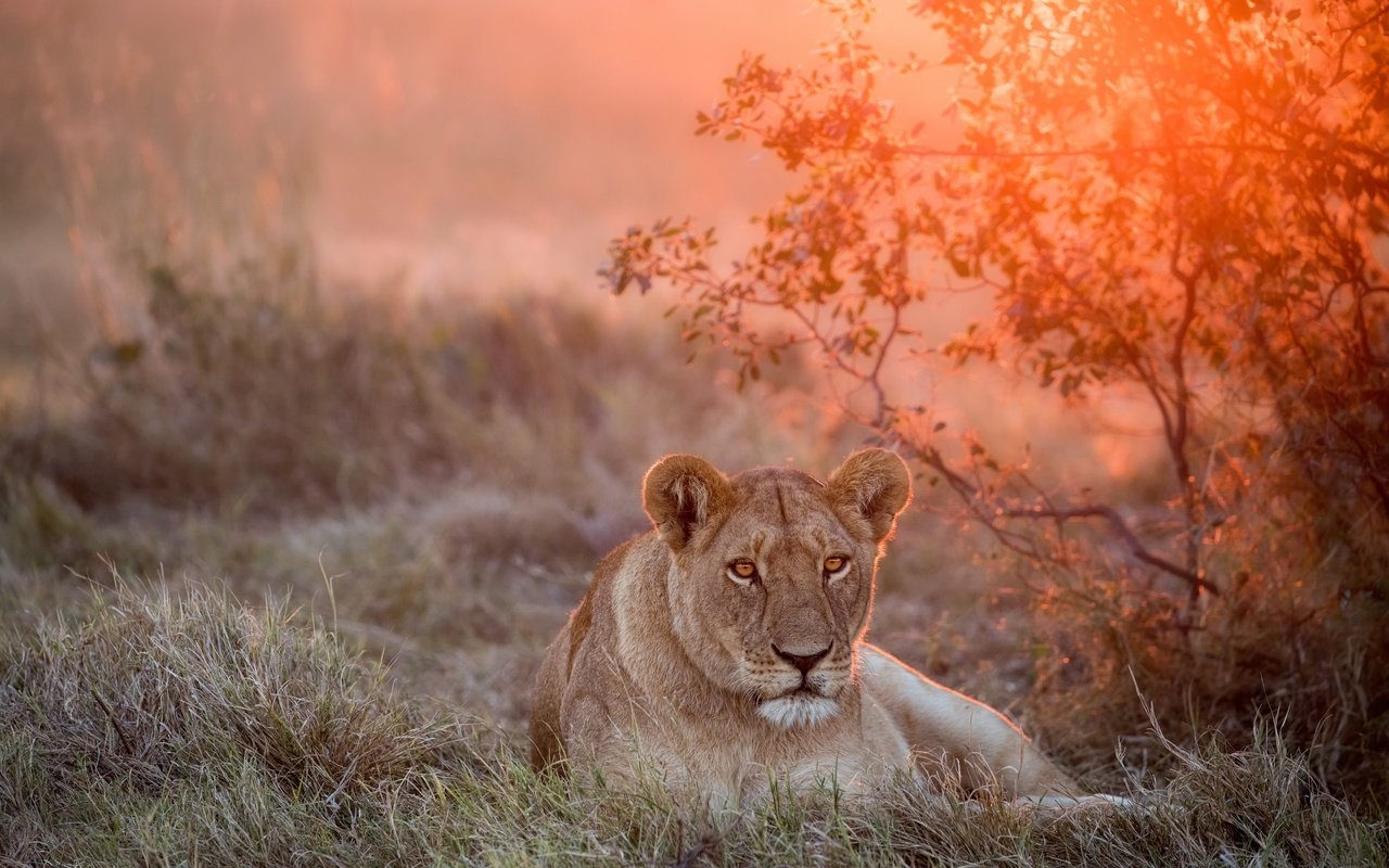 Обои морда, закат, взгляд, большая кошка, лев, львица, face, sunset, look, big cat, leo, lioness разрешение 2500x1667 Загрузить