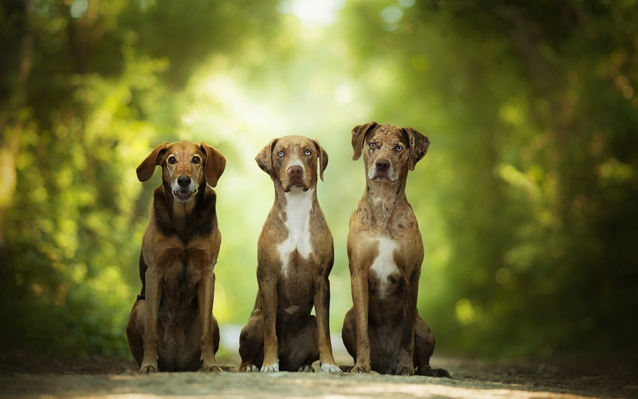 Обои зелень, размытость, собаки, боке, catahoula leopard dog, greens, blur, dogs, bokeh разрешение 2048x1253 Загрузить