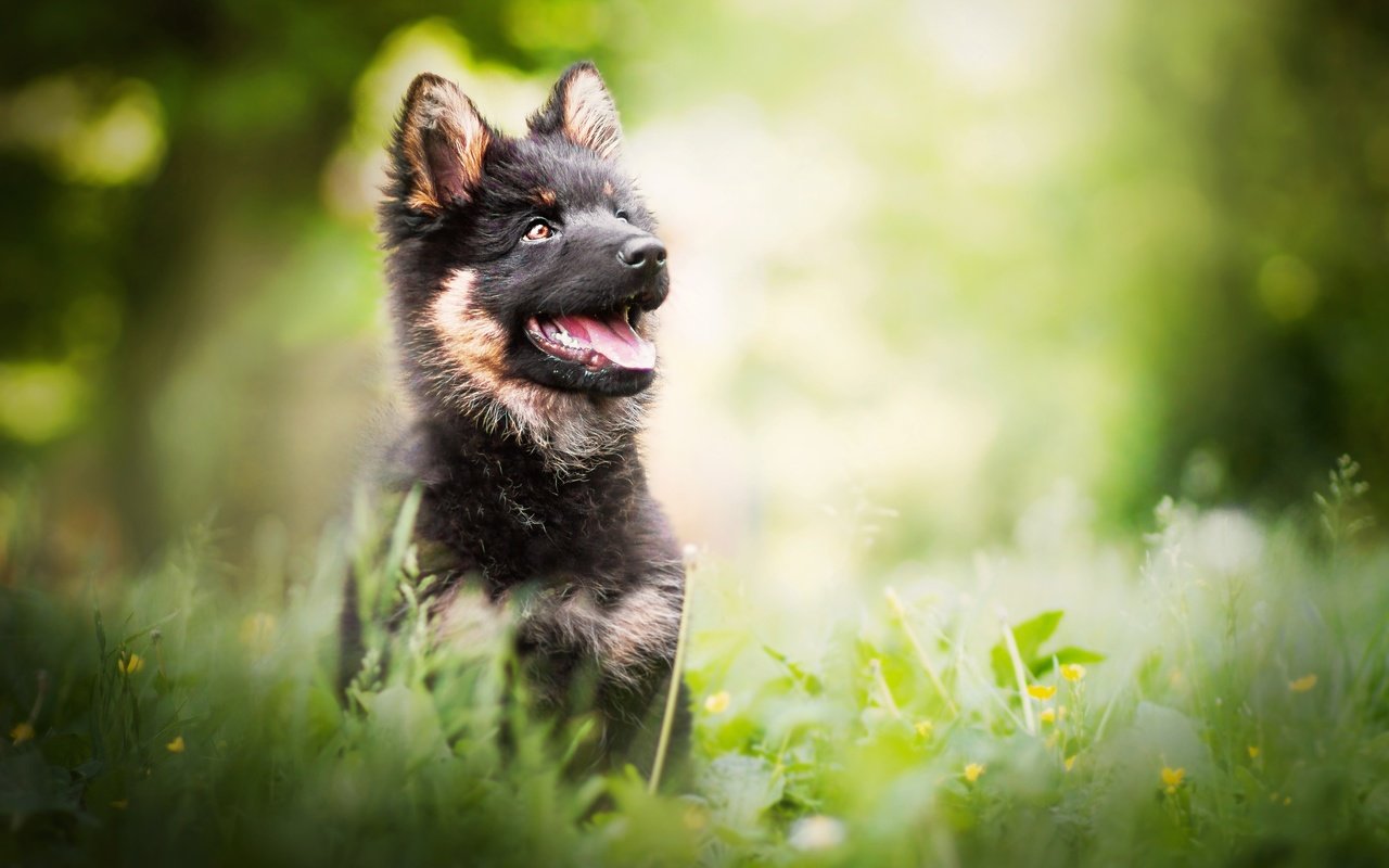 Обои цветы, зелень, взгляд, собака, щенок, немецкая овчарка, flowers, greens, look, dog, puppy, german shepherd разрешение 2924x1949 Загрузить