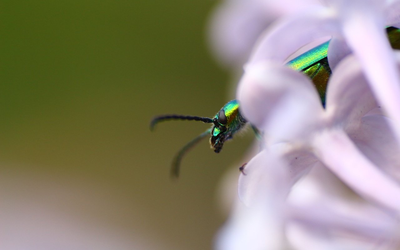 Обои жук, насекомое, фон, усики, сирень, beetle, insect, background, antennae, lilac разрешение 1920x1280 Загрузить