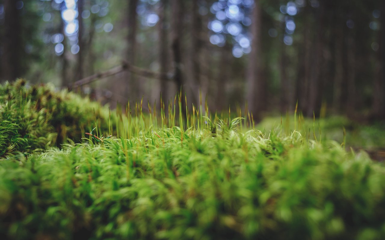 Обои трава, деревья, зелень, лес, макро, мох, andrei pavel, grass, trees, greens, forest, macro, moss разрешение 2048x1360 Загрузить