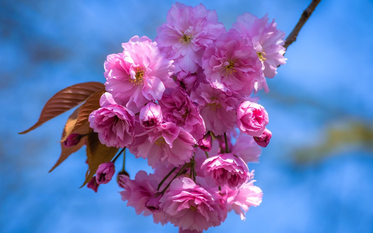 Обои небо, цветы, ветка, цветение, лепестки, весна, вишня, сакура, the sky, flowers, branch, flowering, petals, spring, cherry, sakura разрешение 6000x3375 Загрузить