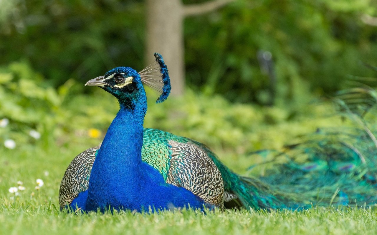 Обои трава, природа, птица, клюв, павлин, перья, окрас, хвост, grass, nature, bird, beak, peacock, feathers, color, tail разрешение 2048x1220 Загрузить