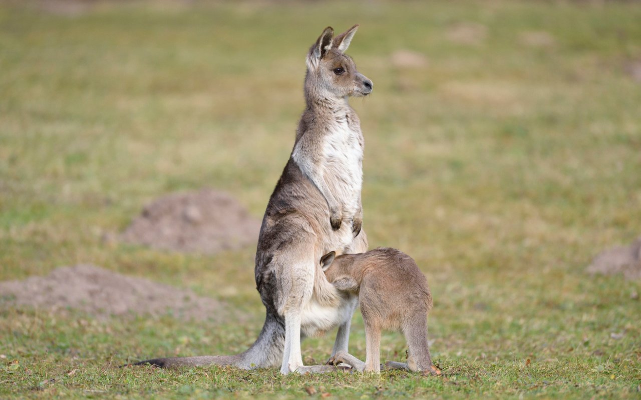 Обои трава, животные, кенгуру, детеныш, grass, animals, kangaroo, cub разрешение 1920x1200 Загрузить