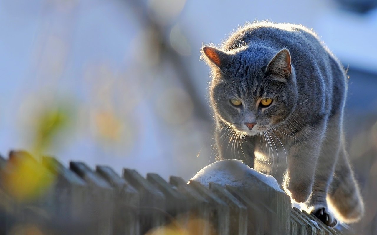 Обои кот, мордочка, усы, кошка, взгляд, забор, изгородь, cat, muzzle, mustache, look, the fence, fence разрешение 1920x1080 Загрузить