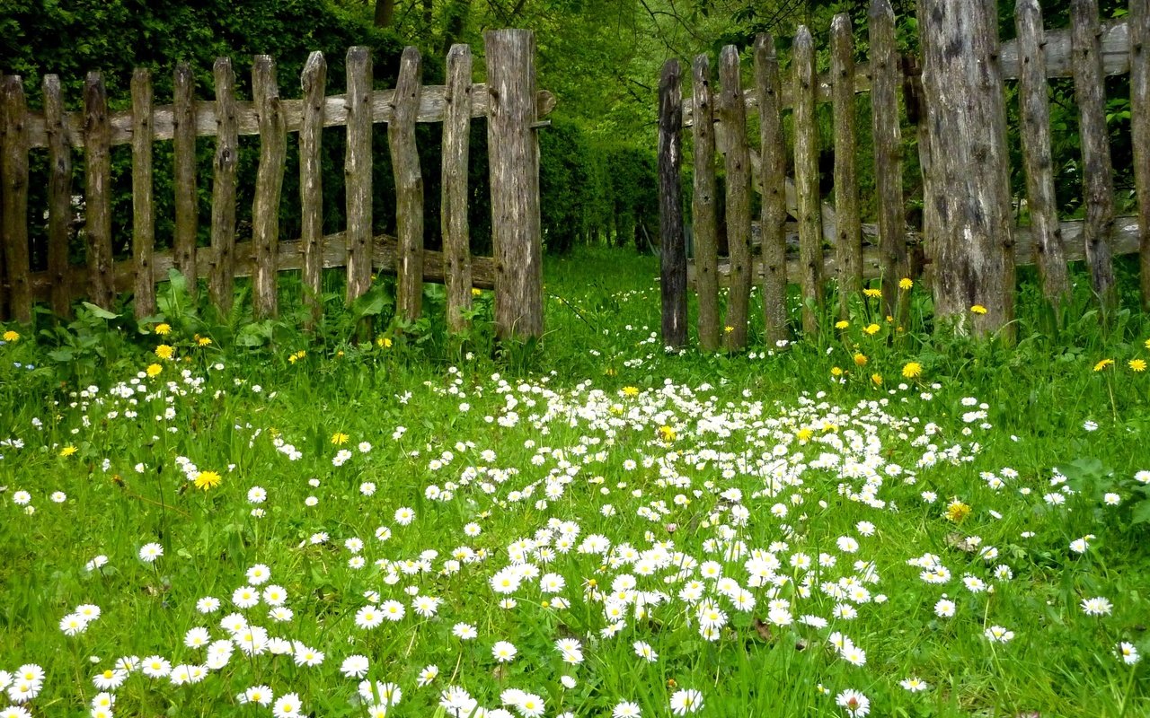 Обои цветы, трава, природа, забор, ромашки, одуванчики, лужайка, flowers, grass, nature, the fence, chamomile, dandelions, lawn разрешение 3648x2736 Загрузить