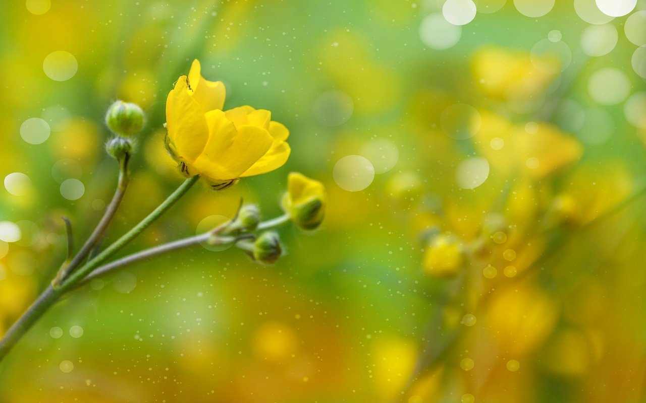 Обои бутоны, лепестки, боке, лютик, желтый цветок, buds, petals, bokeh, buttercup, yellow flower разрешение 4795x3253 Загрузить