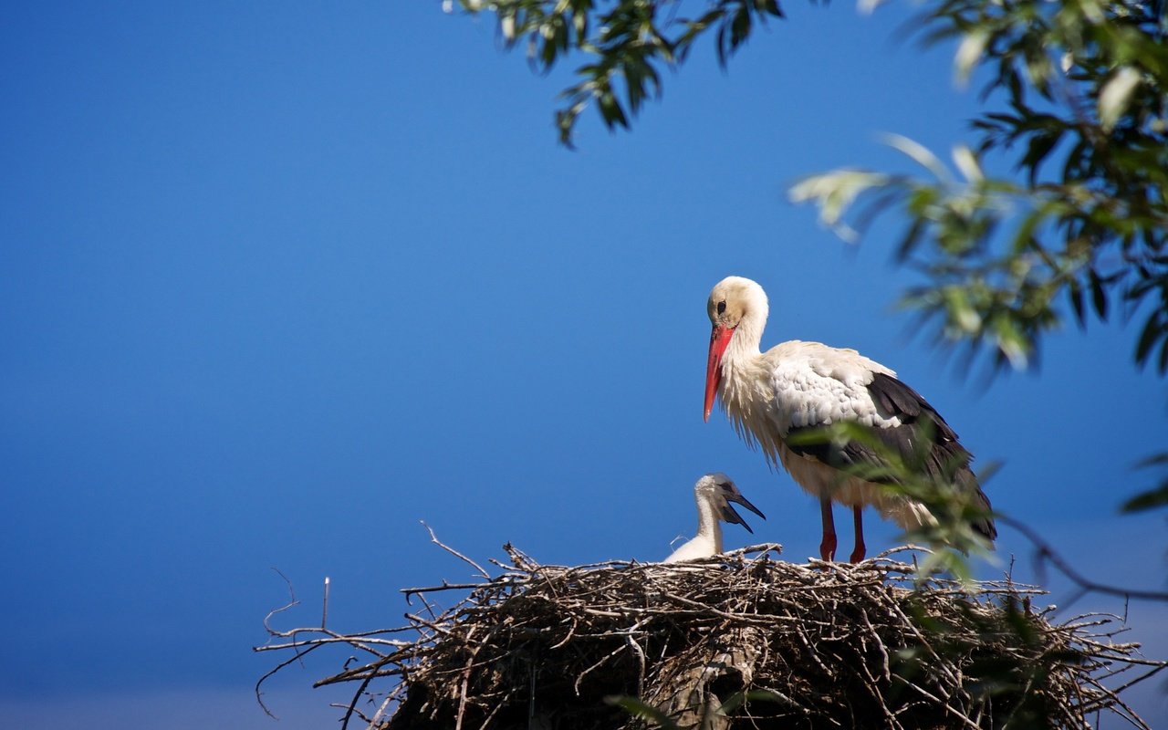 Обои небо, птенец, ветки, птицы, аист, гнездо, the sky, chick, branches, birds, stork, socket разрешение 2048x1367 Загрузить