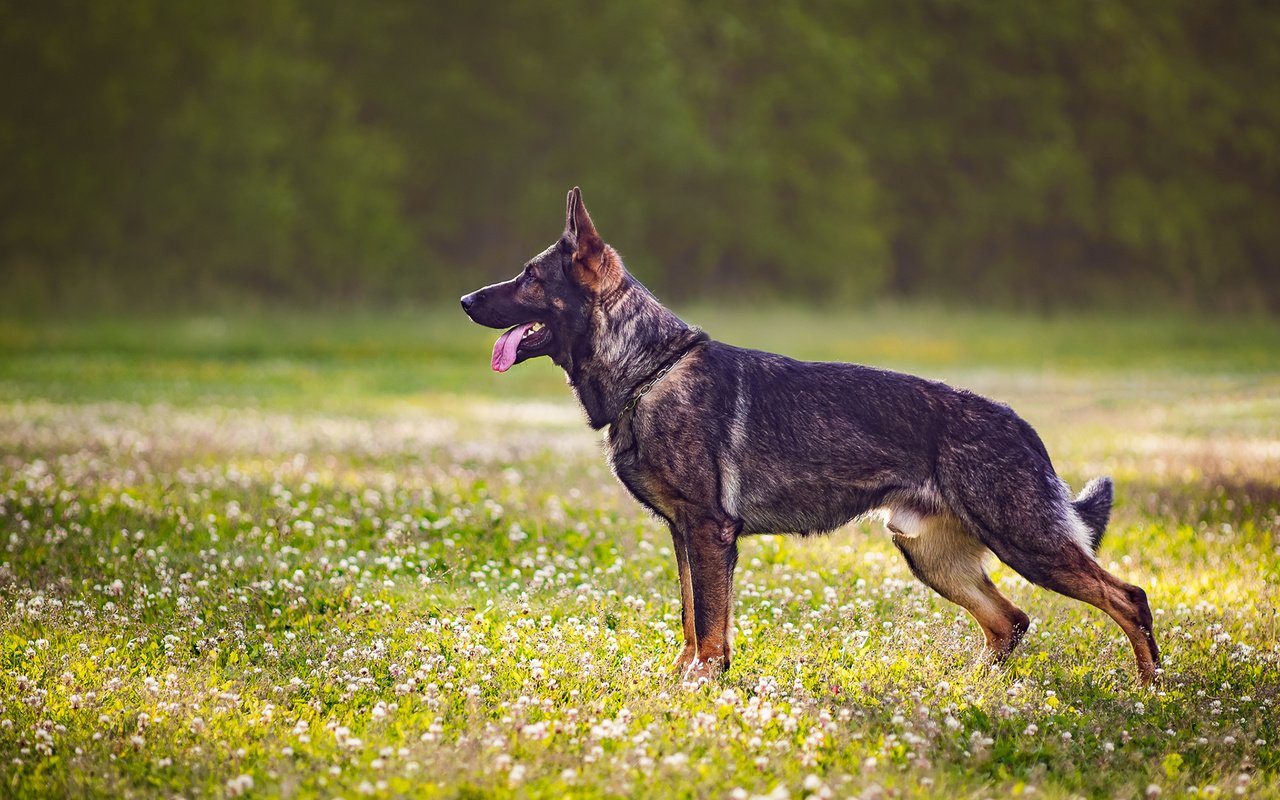 Обои собака, профиль, язык, полевые цветы, немецкая овчарка, dog, profile, language, wildflowers, german shepherd разрешение 1920x1200 Загрузить