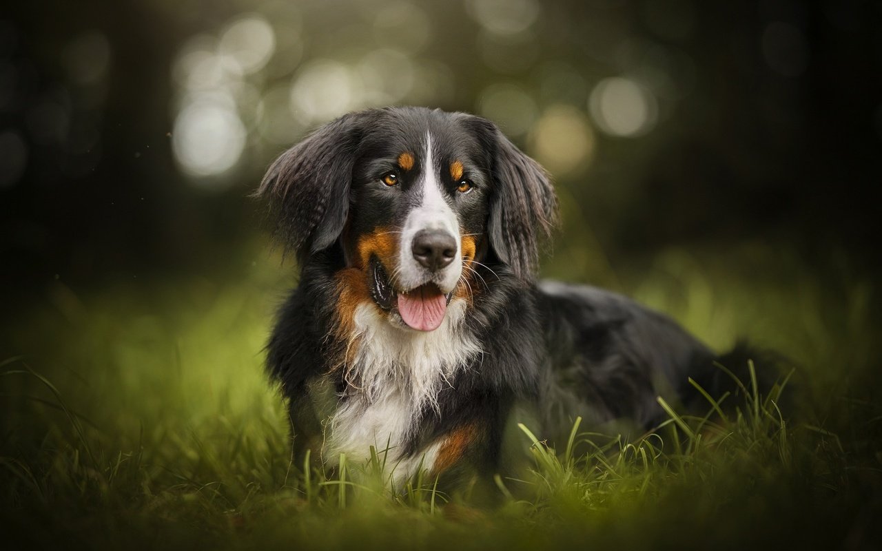 Обои зелень, собака, друг, бернский зенненхунд, фердинанд, greens, dog, each, bernese mountain dog, ferdinand разрешение 1920x1200 Загрузить