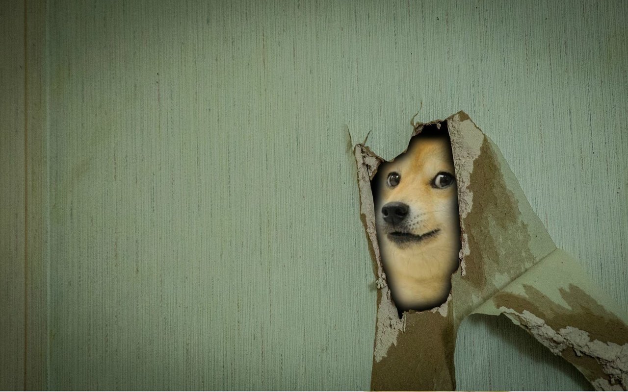 Обои мордочка, взгляд, стена, собака, дырка, сиба-ину, muzzle, look, wall, dog, hole, shiba inu разрешение 1920x1080 Загрузить