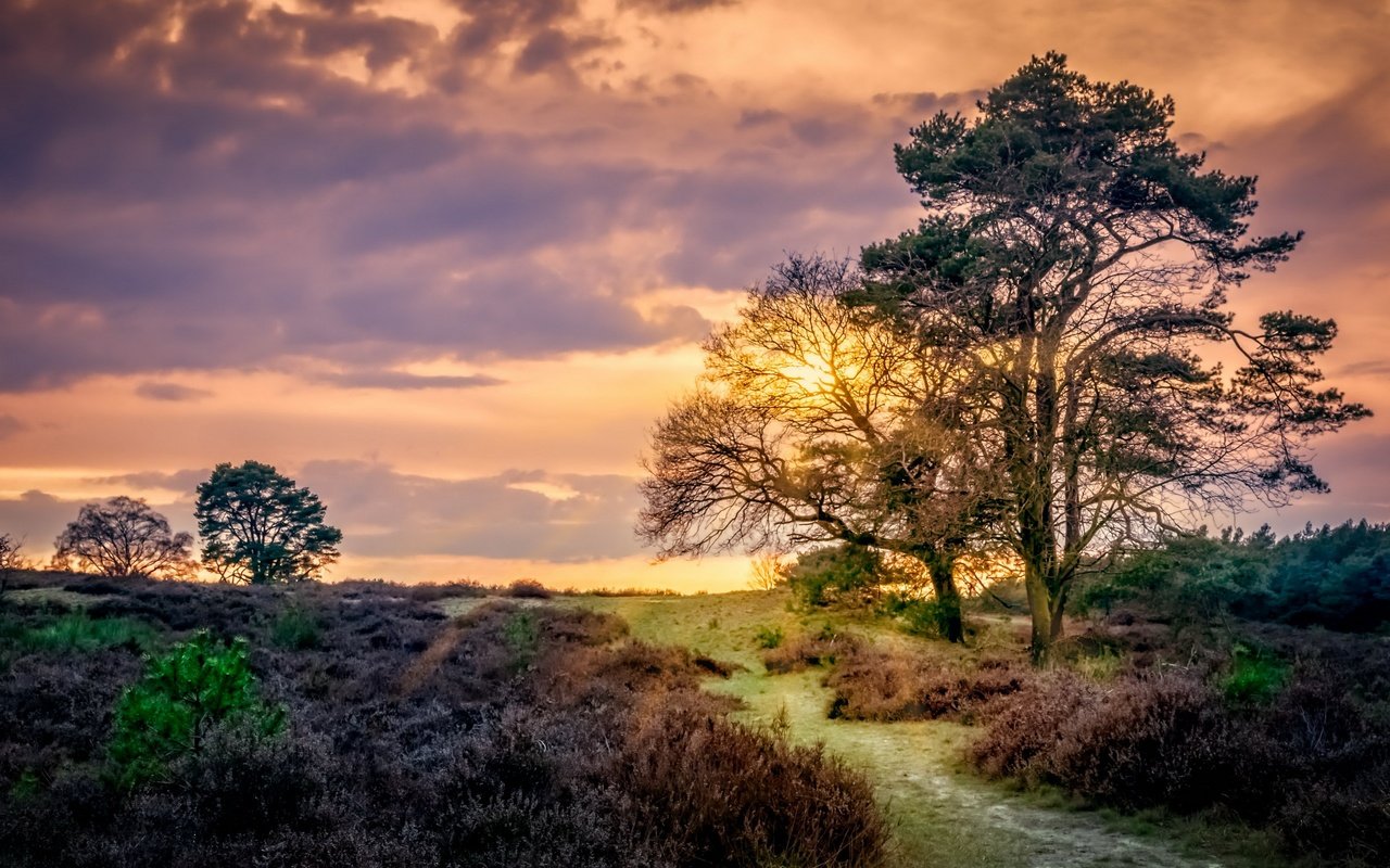 Обои небо, облака, деревья, закат, поле, тропинка, нидерланды, the sky, clouds, trees, sunset, field, path, netherlands разрешение 2560x1628 Загрузить