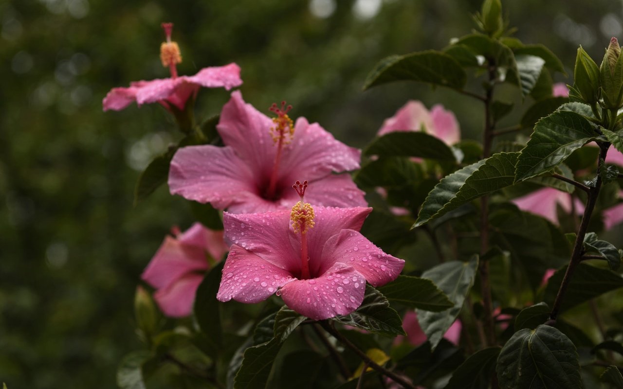 Обои цветы, капли, лепестки, тычинки, листики, гибискус, flowers, drops, petals, stamens, leaves, hibiscus разрешение 2048x1300 Загрузить