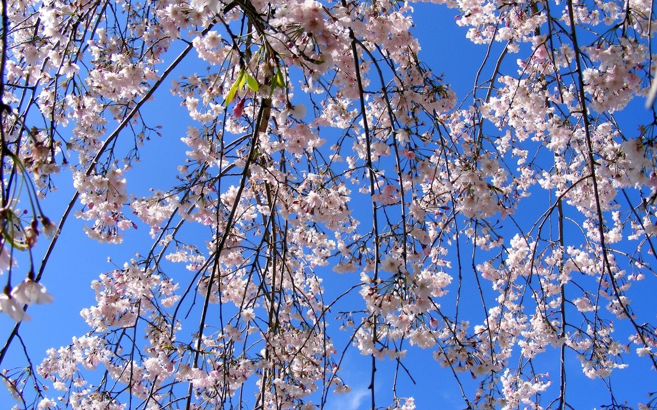 Обои небо, цветение, ветки, весна, the sky, flowering, branches, spring разрешение 3072x2304 Загрузить