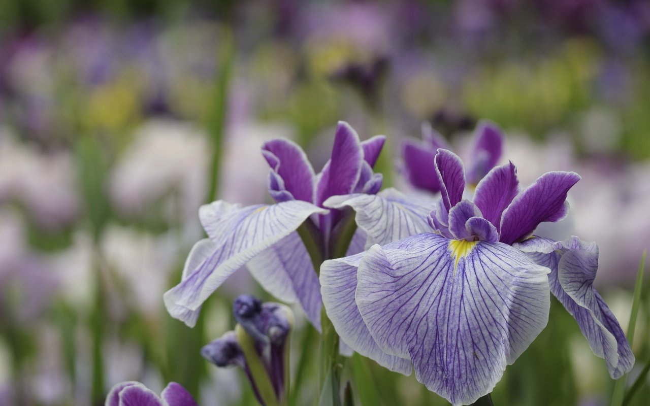 Обои цветы, макро, лепестки, сад, размытость, ирис, flowers, macro, petals, garden, blur, iris разрешение 1920x1280 Загрузить