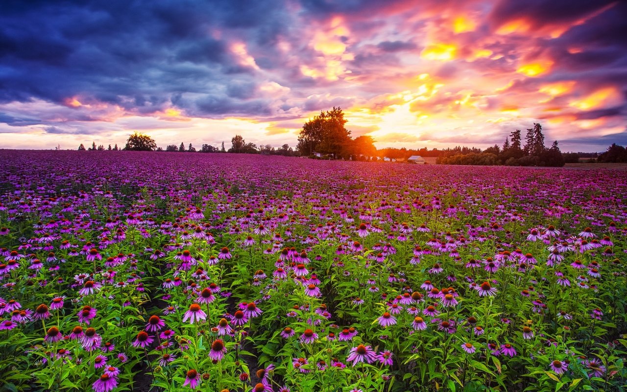 Обои небо, цветы, облака, закат, поле, эхинацея, pacific northwest, the sky, flowers, clouds, sunset, field, echinacea разрешение 2048x1367 Загрузить