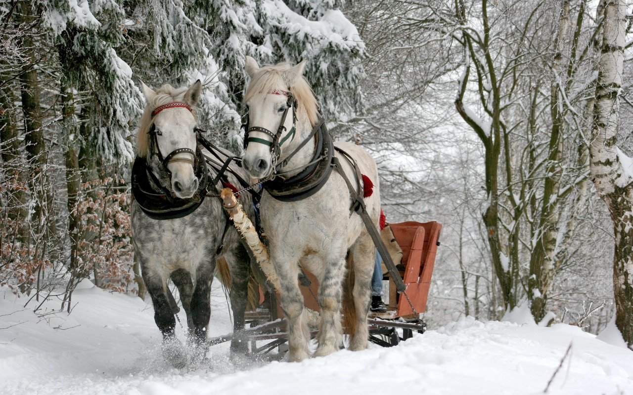 Обои деревья, кони, снег, природа, лес, зима, животные, сани, лошади, trees, horses, snow, nature, forest, winter, animals, sleigh, horse разрешение 3888x2592 Загрузить