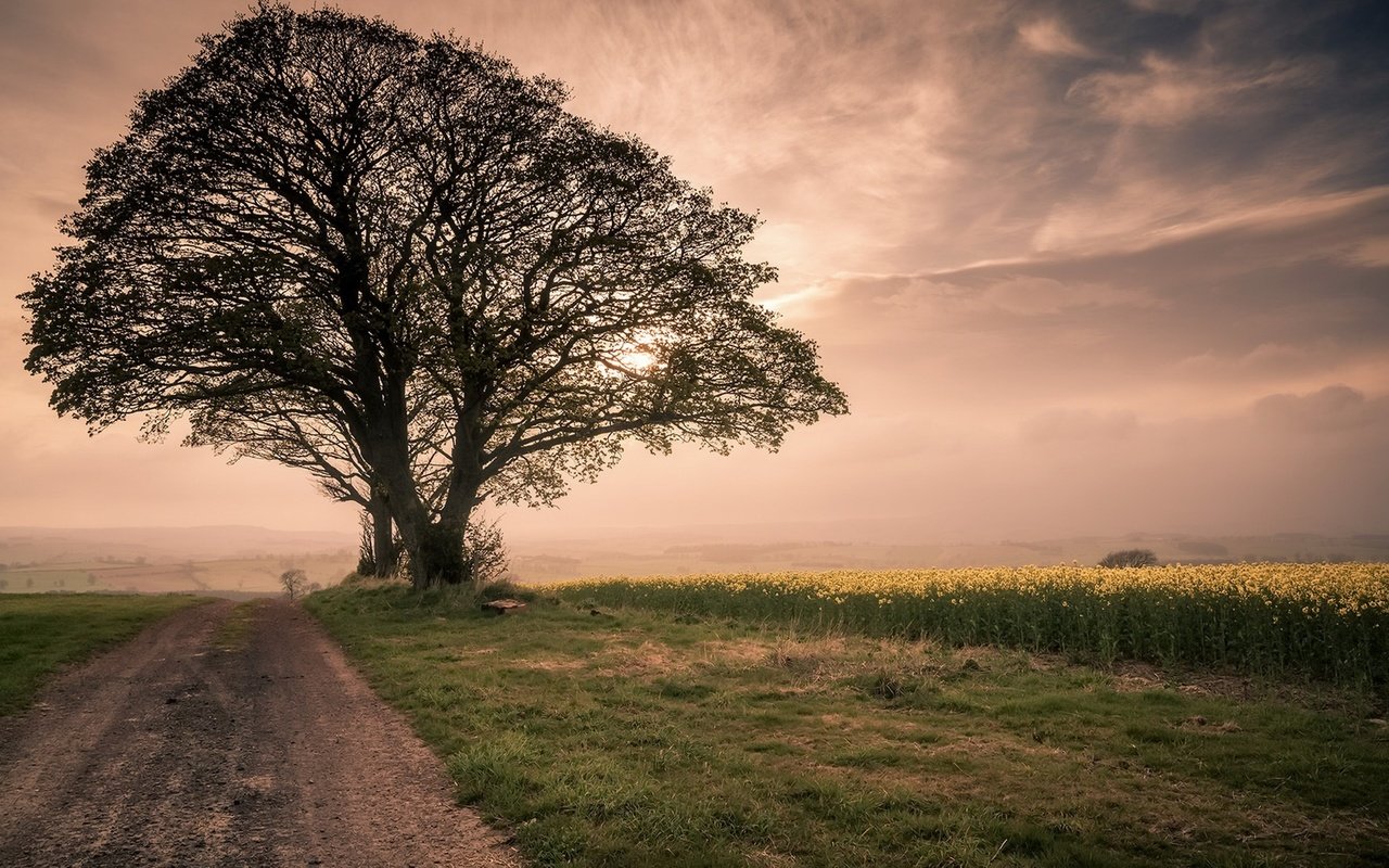 Обои небо, brian kerr photography, дорога, трава, дерево, утро, туман, поле, рапс, the sky, road, grass, tree, morning, fog, field, rape разрешение 1920x1190 Загрузить