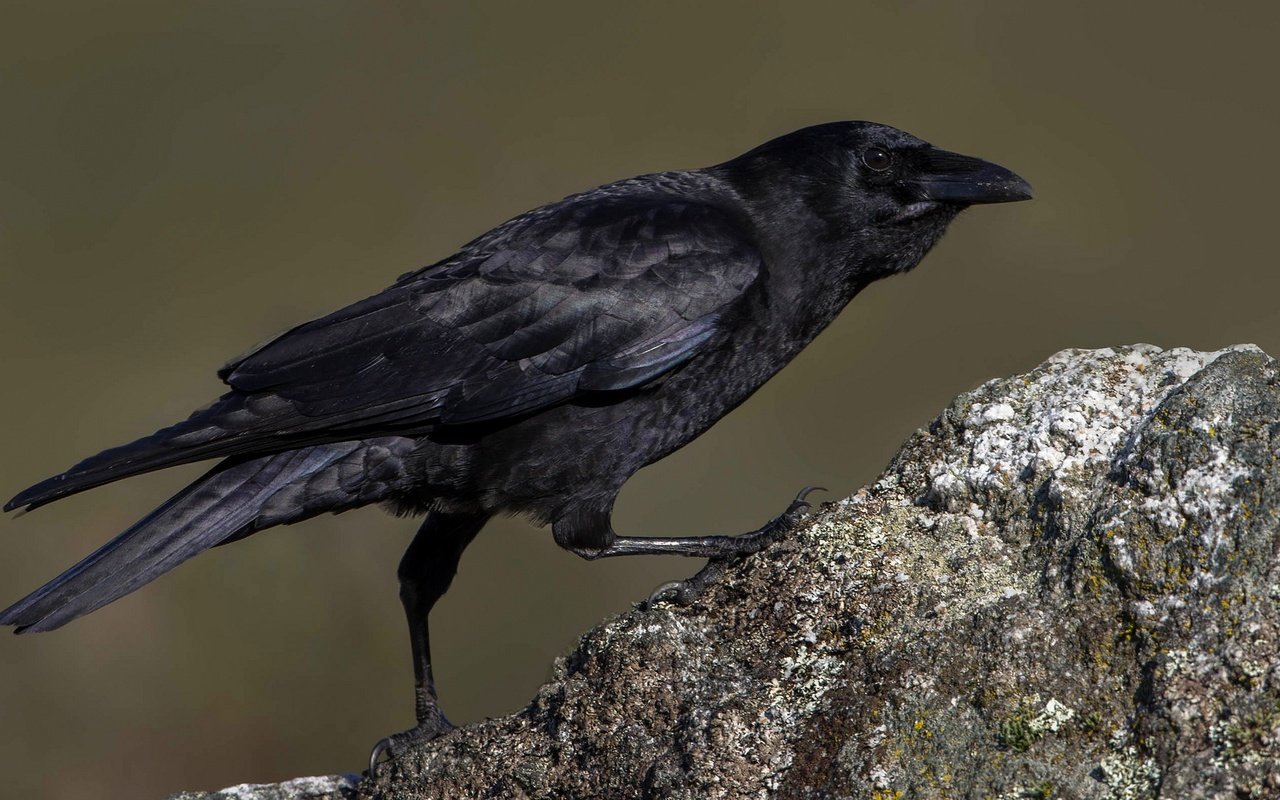 Обои камень, птица, клюв, ворона, stone, bird, beak, crow разрешение 1950x1086 Загрузить