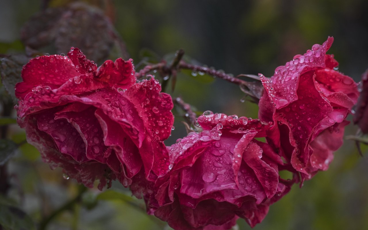 Обои цветы, капли, розы, лепестки, после дождя, flowers, drops, roses, petals, after the rain разрешение 5245x3501 Загрузить
