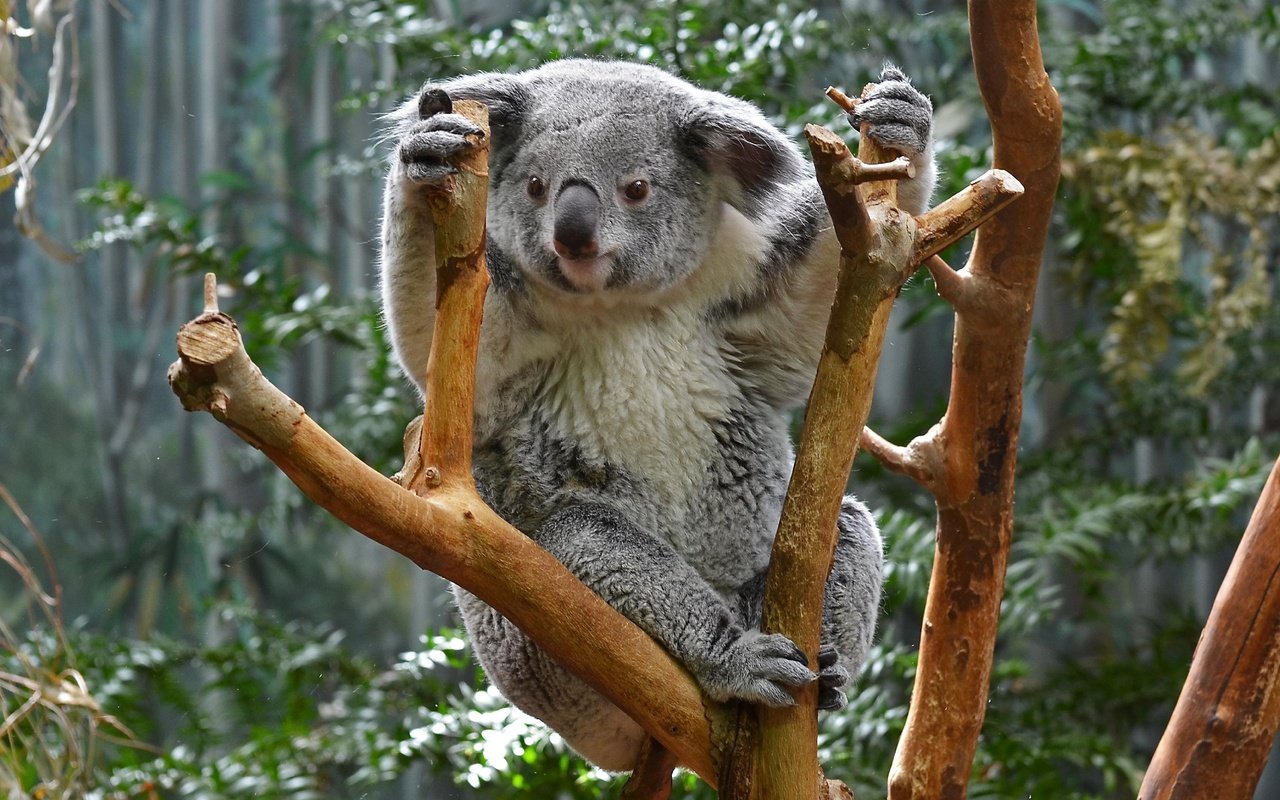 Обои природа, дерево, животные, коала, сумчатые, nature, tree, animals, koala, marsupials разрешение 2730x1920 Загрузить