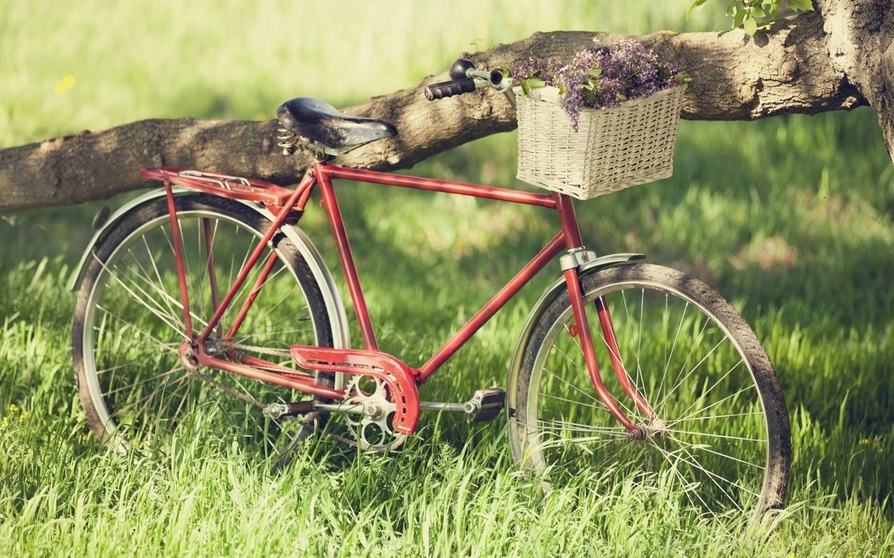 Обои корзинка с цветами, старый велосипед, a basket of flowers, old bike разрешение 1920x1200 Загрузить