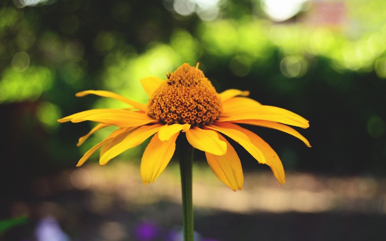 Обои макро, цветок, лето, лепестки, размытость, растение, macro, flower, summer, petals, blur, plant разрешение 4608x3072 Загрузить