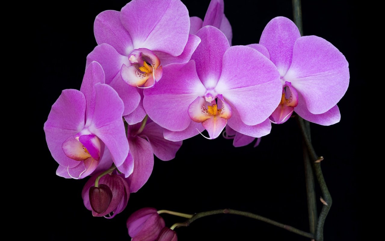 Обои ветка, макро, фон, цветок, лепестки, черный фон, орхидея, branch, macro, background, flower, petals, black background, orchid разрешение 5167x3875 Загрузить