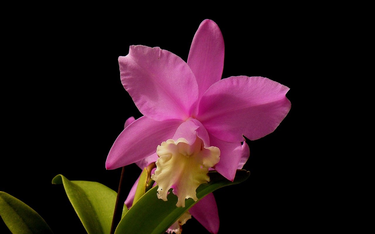 Обои макро, фон, цветок, лепестки, черный фон, орхидея, macro, background, flower, petals, black background, orchid разрешение 3100x1959 Загрузить