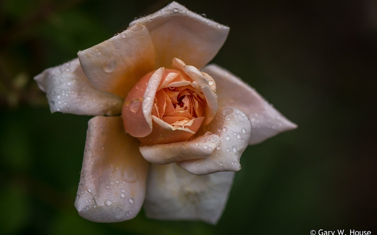 Обои макро, фон, капли, роза, лепестки, macro, background, drops, rose, petals разрешение 2048x1339 Загрузить