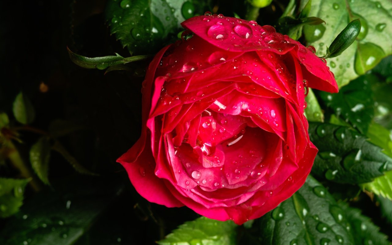 Обои макро, цветок, капли, роза, бутон, после дождя, macro, flower, drops, rose, bud, after the rain разрешение 6000x4000 Загрузить