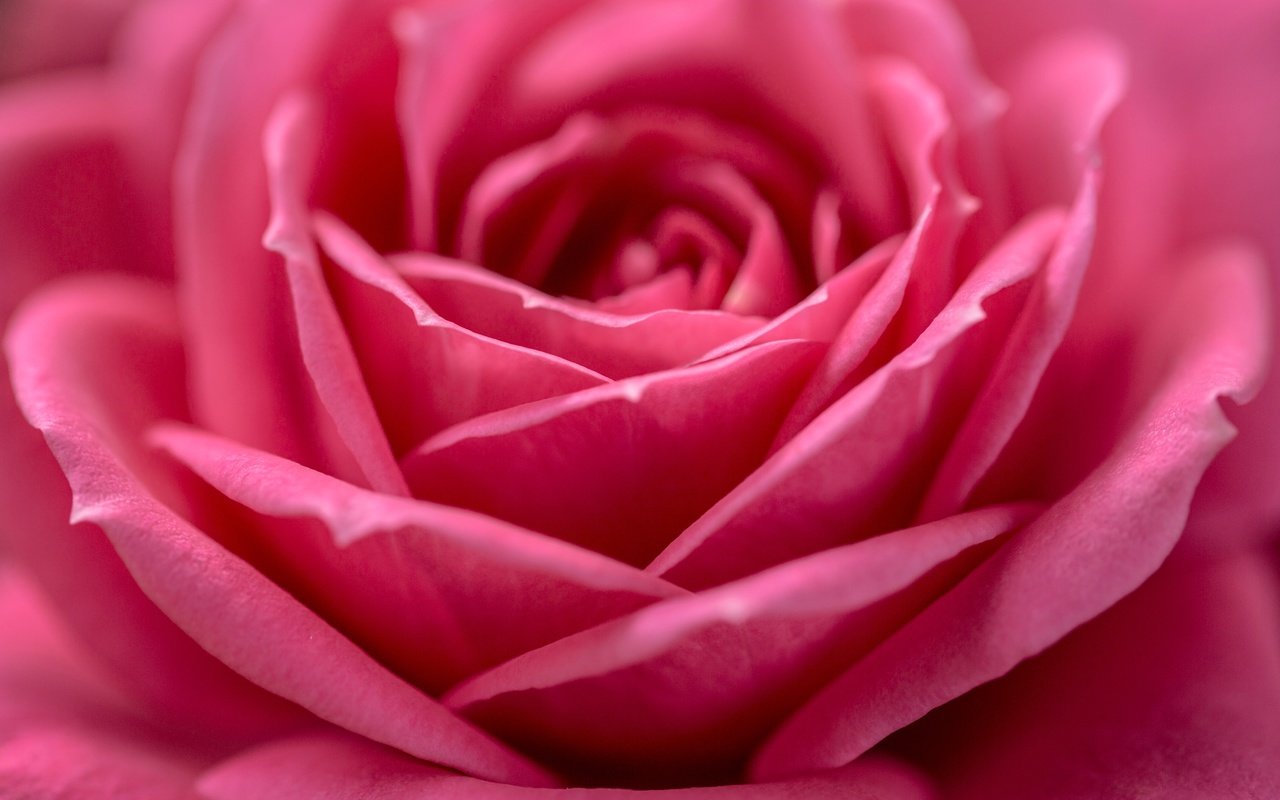Обои макро, цветок, роза, лепестки, бутон, macro, flower, rose, petals, bud разрешение 4500x3149 Загрузить