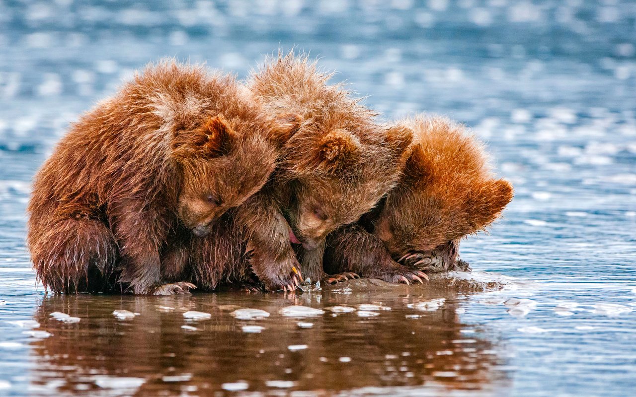 Обои вода, животные, медведи, трое, детеныши, медвежата, water, animals, bears, three, cubs разрешение 2048x1435 Загрузить