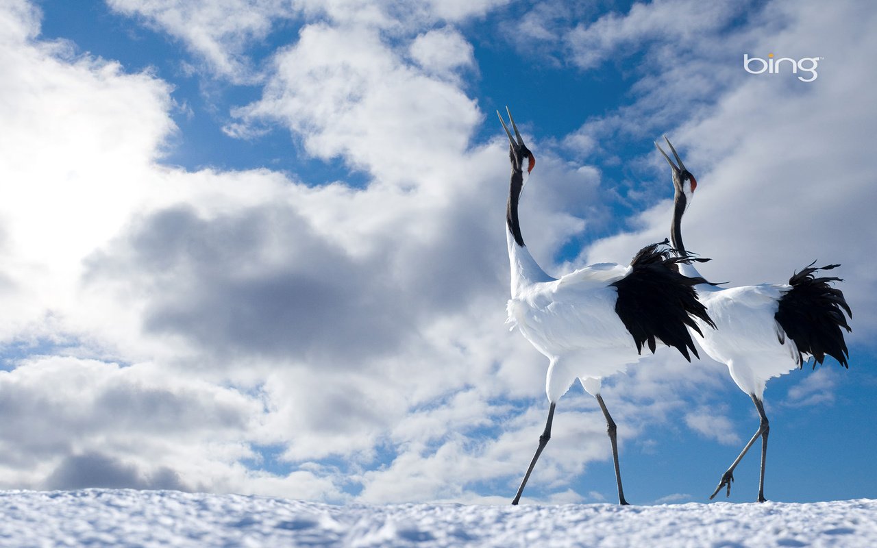 Обои небо, облака, птицы, пара, журавли, японский журавль, the sky, clouds, birds, pair, cranes, japanese crane разрешение 1920x1200 Загрузить