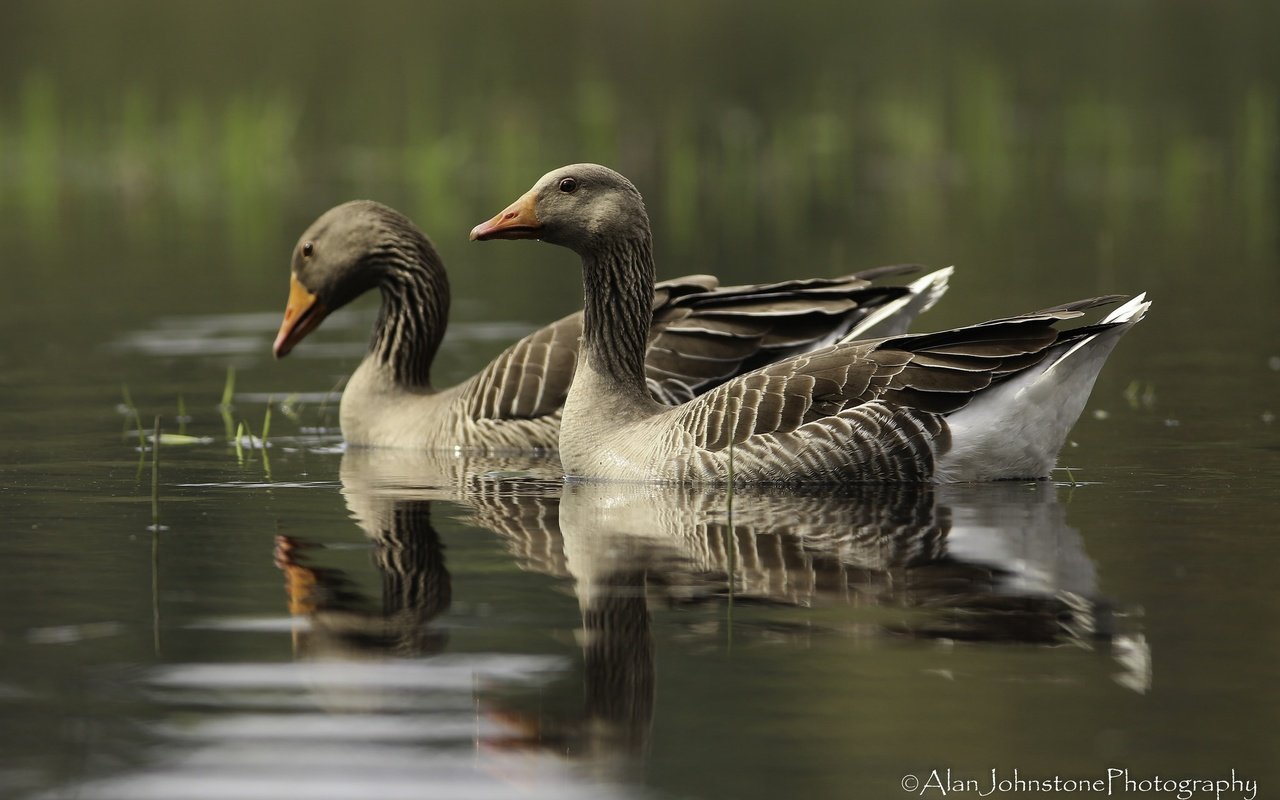 Обои озеро, отражение, птицы, клюв, перья, гусь, гуси, плывут, lake, reflection, birds, beak, feathers, goose, geese, float разрешение 2048x1365 Загрузить