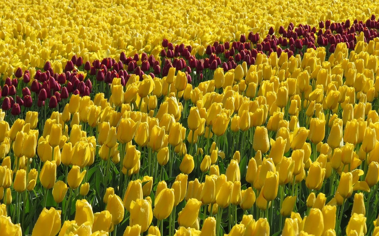 Обои цветы, поле, тюльпаны, желтые, flowers, field, tulips, yellow разрешение 2048x1151 Загрузить