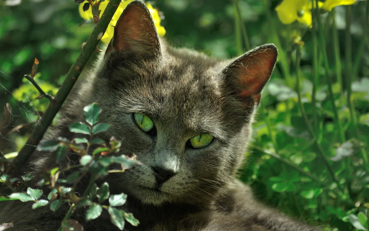 Обои природа, кот, листва, кошка, зеленые глаза, nature, cat, foliage, green eyes разрешение 2314x1537 Загрузить