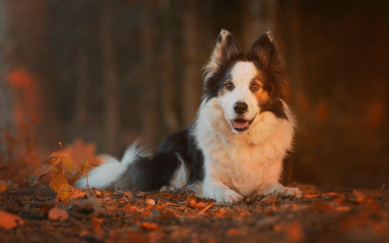 Обои природа, листья, осень, собака, животное, пес, бордер-колли, nature, leaves, autumn, dog, animal, the border collie разрешение 2048x1365 Загрузить